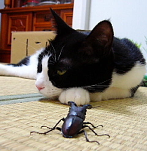 夏の最終決戦 総長ろぐ
