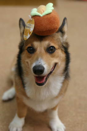 夢に見た　牧羊犬は　今モデル_b0031538_0193297.jpg