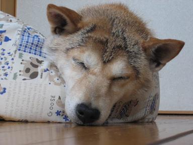 この土日のサイは。。。_c0049950_23524695.jpg