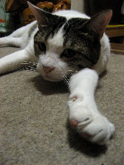 c0003752_1327556.jpg