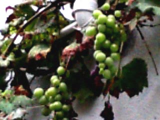 散歩_c0092953_1405023.jpg