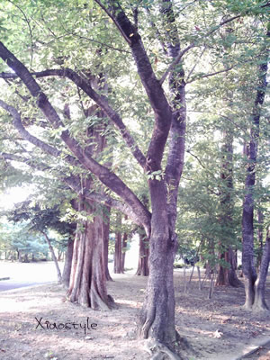 c0070460_1518862.jpg