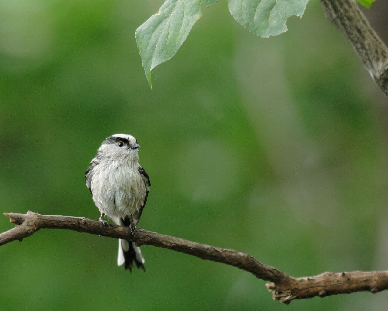 水浴びしてさっぱりしたエナガ 可愛い野鳥の壁紙 Life With Birds 3