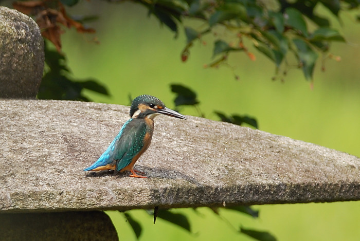 カワセミ(公園)_f0053272_1243556.jpg