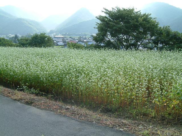 e0031331_15203758.jpg
