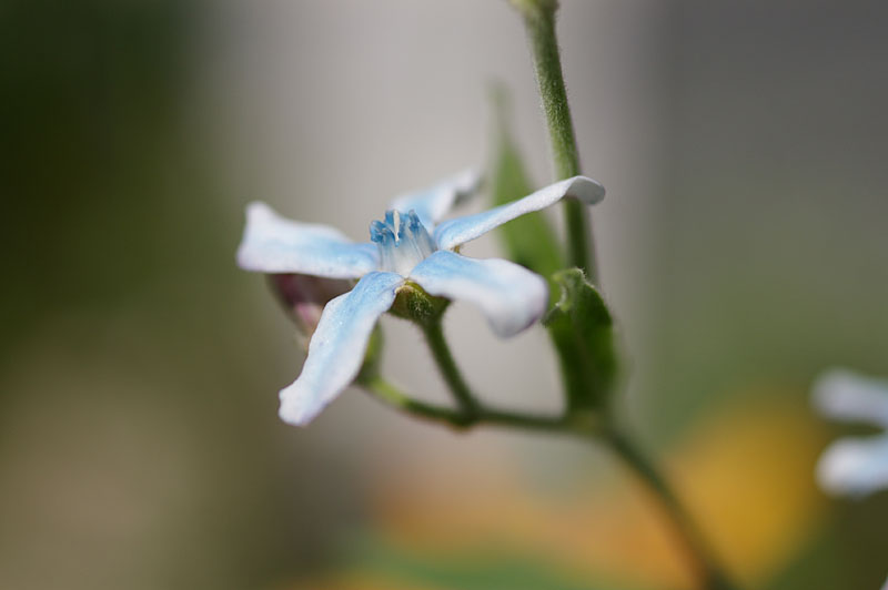 庭の植物_c0081540_23502825.jpg