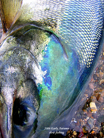 <Vol.327>blue back salmon_d0029241_21561252.jpg