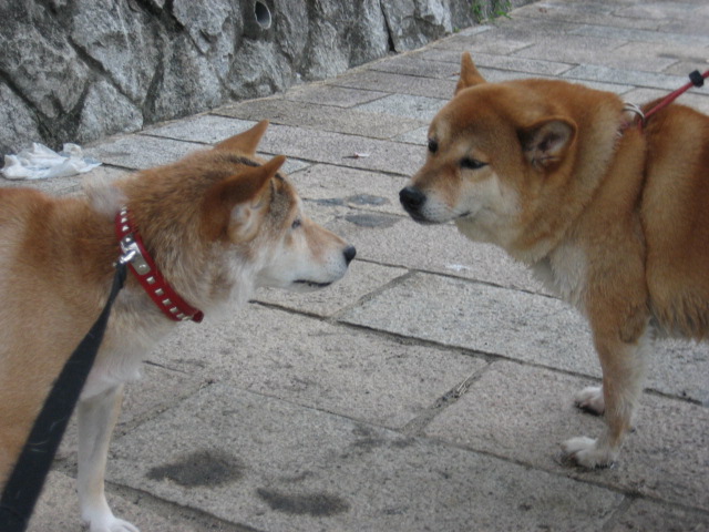 この土日のサイは。。。_c0049950_23451730.jpg