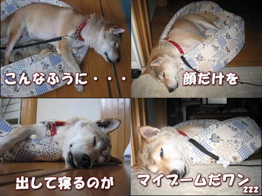 この土日のサイは。。。_c0049950_9452015.jpg