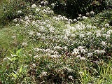 e0004756_21212085.jpg