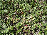 e0004756_21245771.jpg