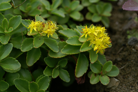 蝦夷の麒麟草 エゾノキリンソウ 猫っ花