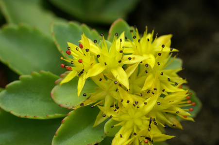 蝦夷の麒麟草 エゾノキリンソウ 猫っ花