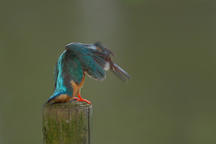 カワセミ_f0053272_814674.jpg