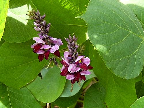 クズの花 葛の花 野に咲く北国の花