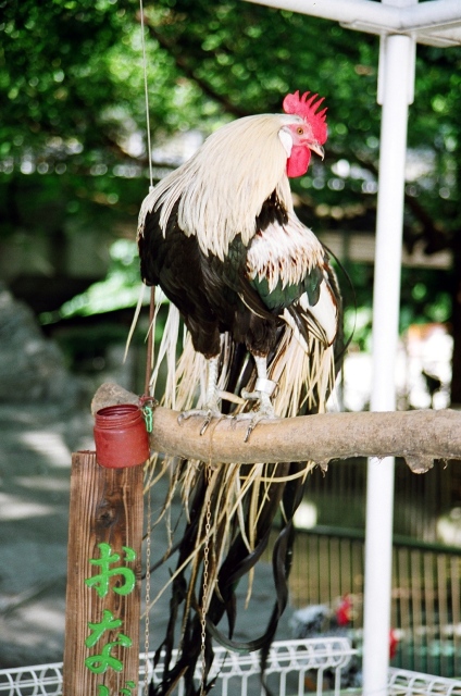 上野動物園（その１）_d0079081_21462836.jpg