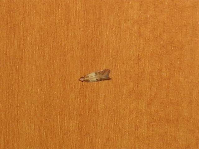 暑くなり始めたくらいから家の中に変な虫が発生 昆虫ブログ むし探検広場 暑くなり始めたくらいから家の中に変な虫が発生 昆虫ブログ むし探検広場