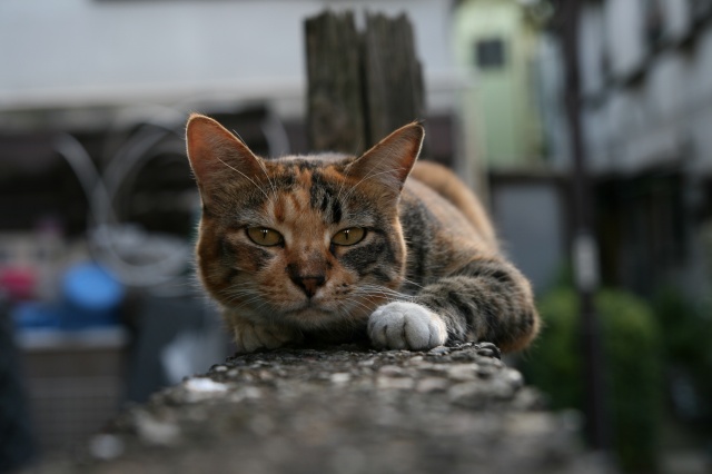 Canon Kiss Digital Xで撮る巣鴨猫たち_c0071611_1082532.jpg