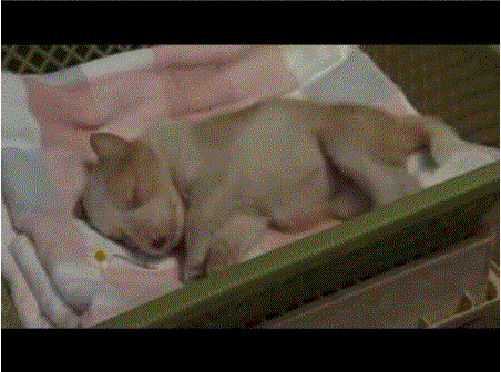 d0010012_23274364.gif