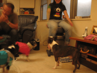 e0080117_23272459.gif