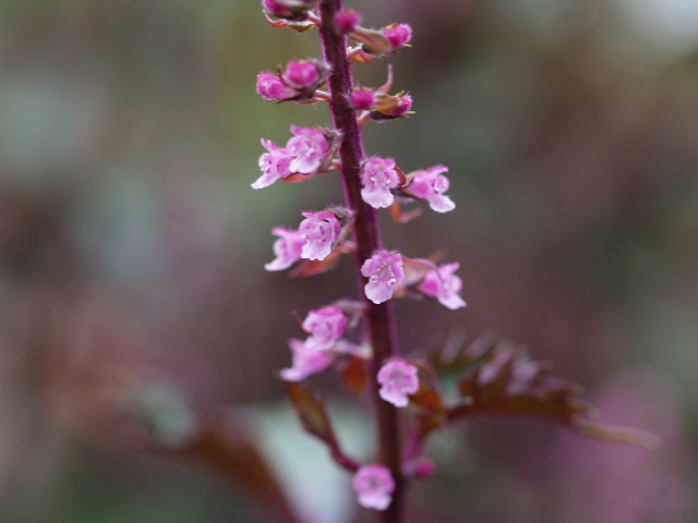 赤紫蘇の花_b0077541_15202770.jpg