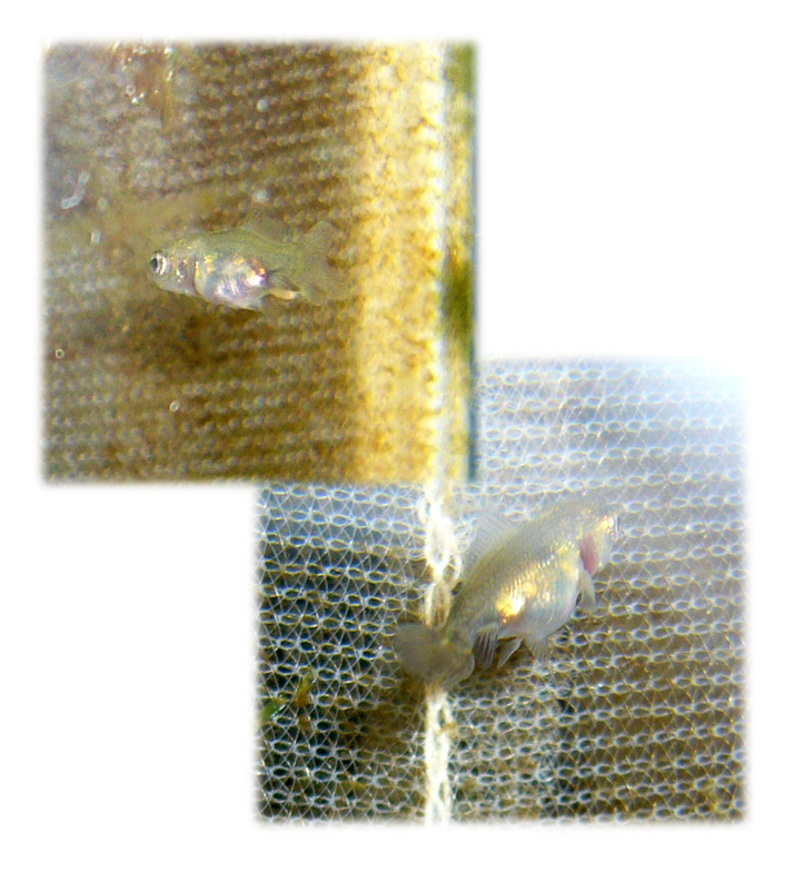 稚魚 生後1ヶ月 趣味は金魚ですが 何か