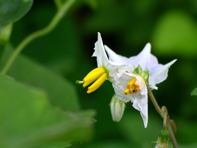 思い出の夏の花-3_f0012488_393189.jpg