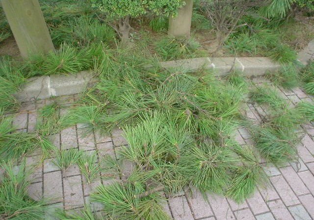 床屋さんが???_d0039111_13111743.jpg