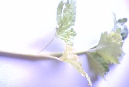 d0024220_95508.jpg