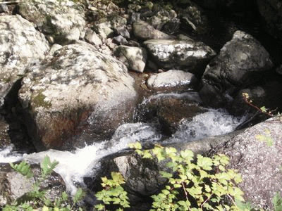 a0050838_2041387.gif