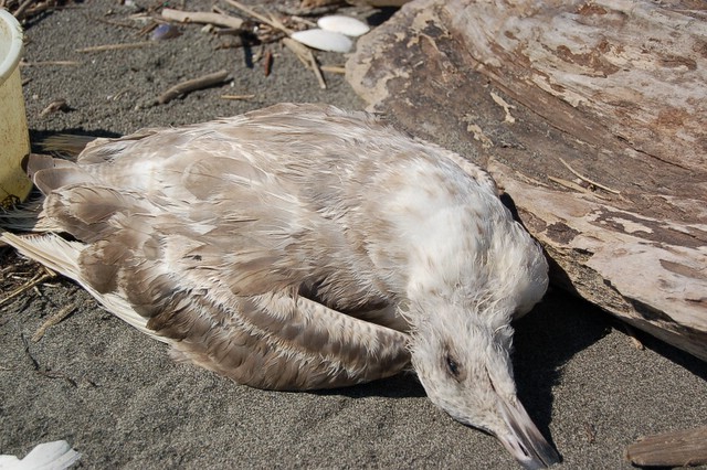 カモメの遺体 海岸の難破船 カモメの遺体 海岸の難破船