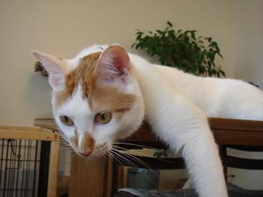 幸せを呼ぶ猫 いつも笑顔で Ver2