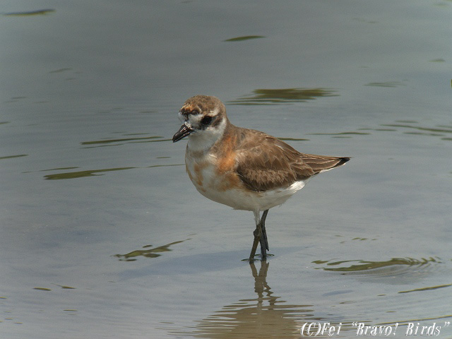 メダイチドリ　　Lesser Sandplover/ Charadrius mongolus_b0069564_20475698.jpg