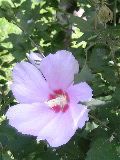 芙蓉の花_b0008478_2333446.jpg