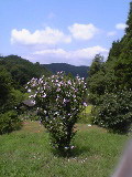 芙蓉の花_b0008478_2334158.jpg