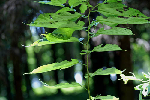 a0083081_18474333.jpg