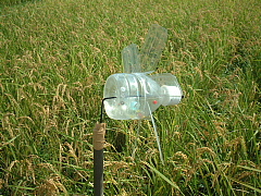 c0068891_62074.jpg