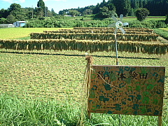 c0068891_62375.jpg