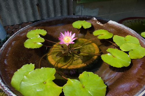 a0044202_558512.jpg
