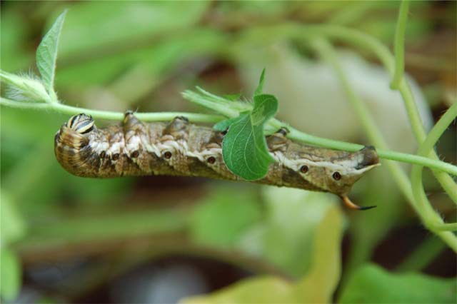 朝顔を見ていたら 蝶の幼虫 らしきものを発見 昆虫ブログ むし探検広場