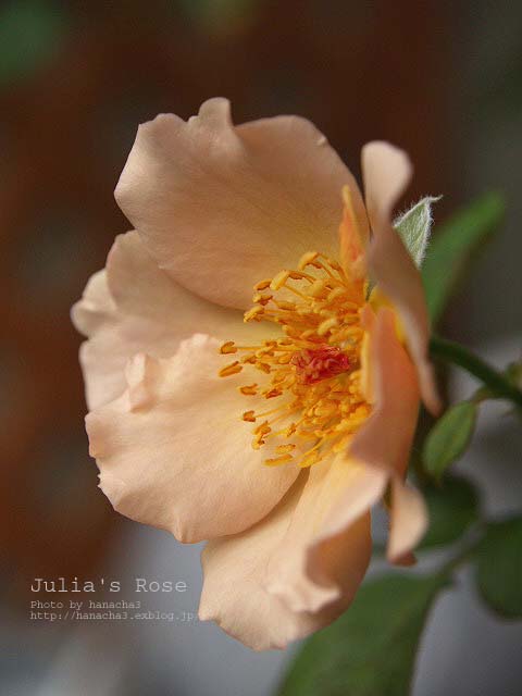 Today\'s Roses.　　〜Vol.24_b0032921_3424664.jpg