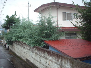 雨にも負けず・・・♪_f0031037_19403118.jpg