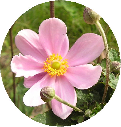 心に強く訴えるコスモスに似た花 ピンク 美しい花の画像