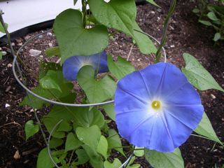 植え替えの時期_c0080075_22263723.jpg