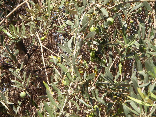 f0038407_3313583.jpg