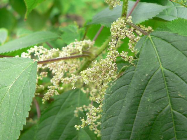 珠芽刺草 ムカゴイラクサ 花の仲間調べ