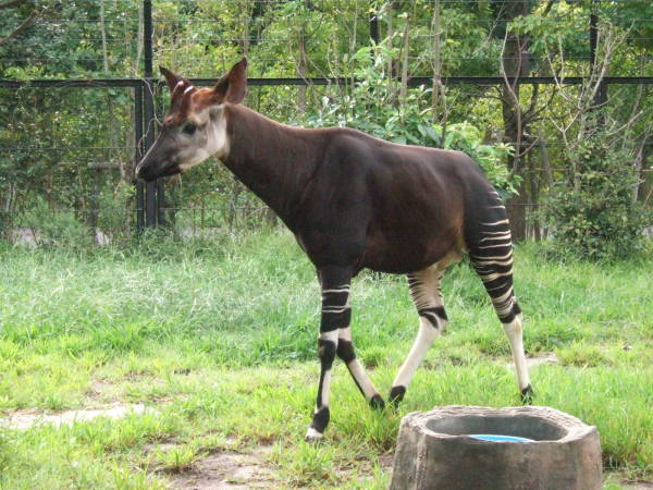 初・動物園！～ズーラシアへ行くの巻き～_e0016135_14991.jpg