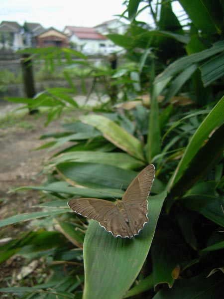 c0045352_1530916.jpg