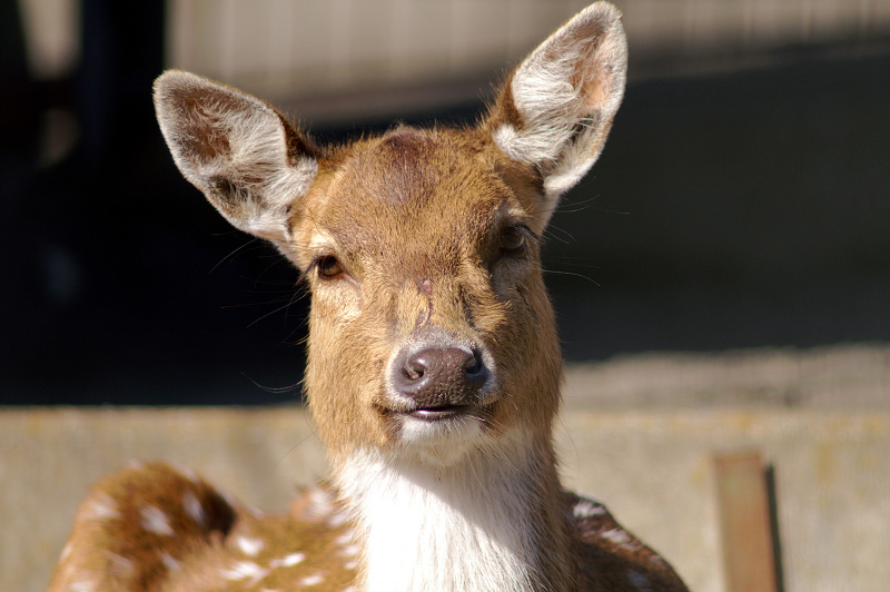 日本平動物園にて ～ 其の参_f0072758_21333984.jpg