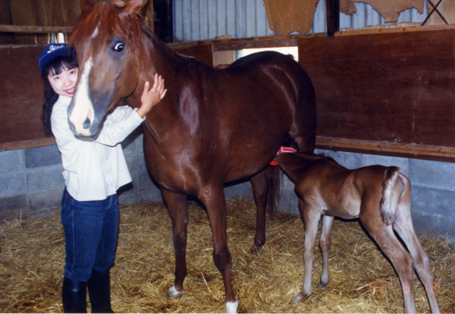 仔馬の離乳と母馬の交配 日本バボルナ